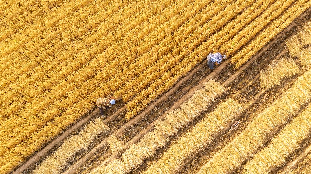中共中央、国务院：适当提高小麦最低收购价，合理确定稻谷最低收购价